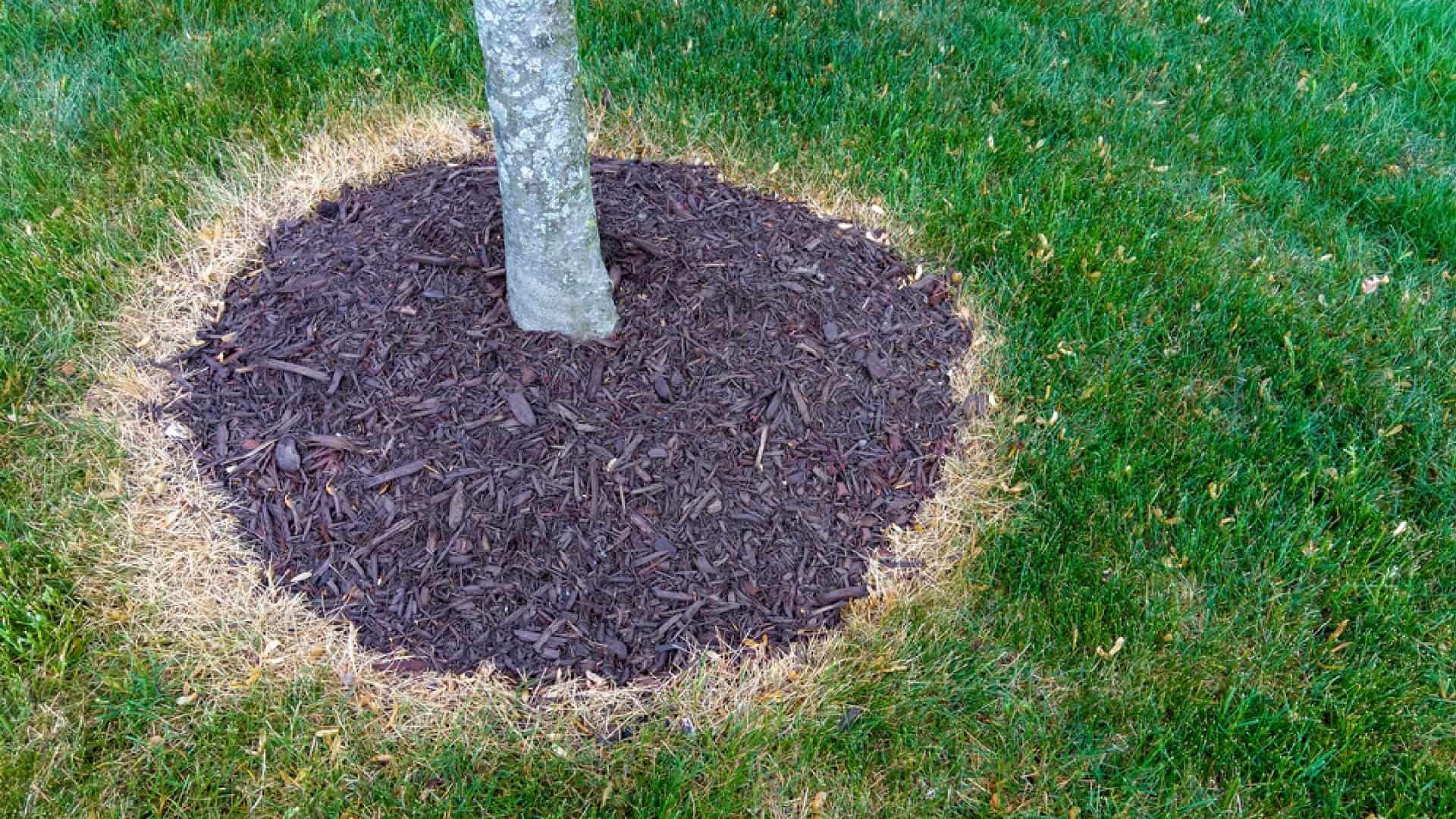 How To Correctly Mulch A Tree Lawnstar