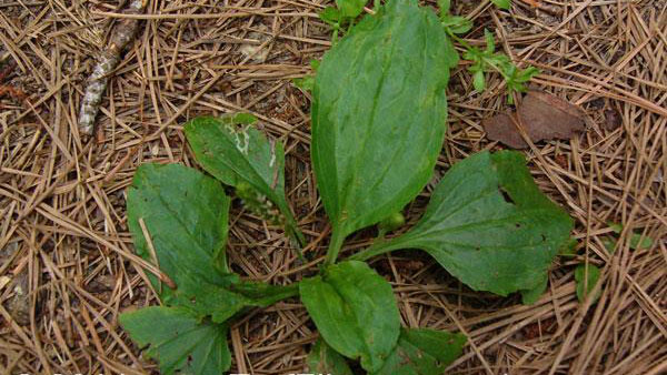 Guide d'identification des mauvaises herbes | Quelles sont les mauvaises herbes qui ont infiltré votre pelouse ? 8