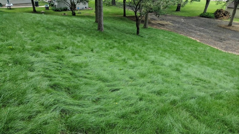 large fine fescue lawn