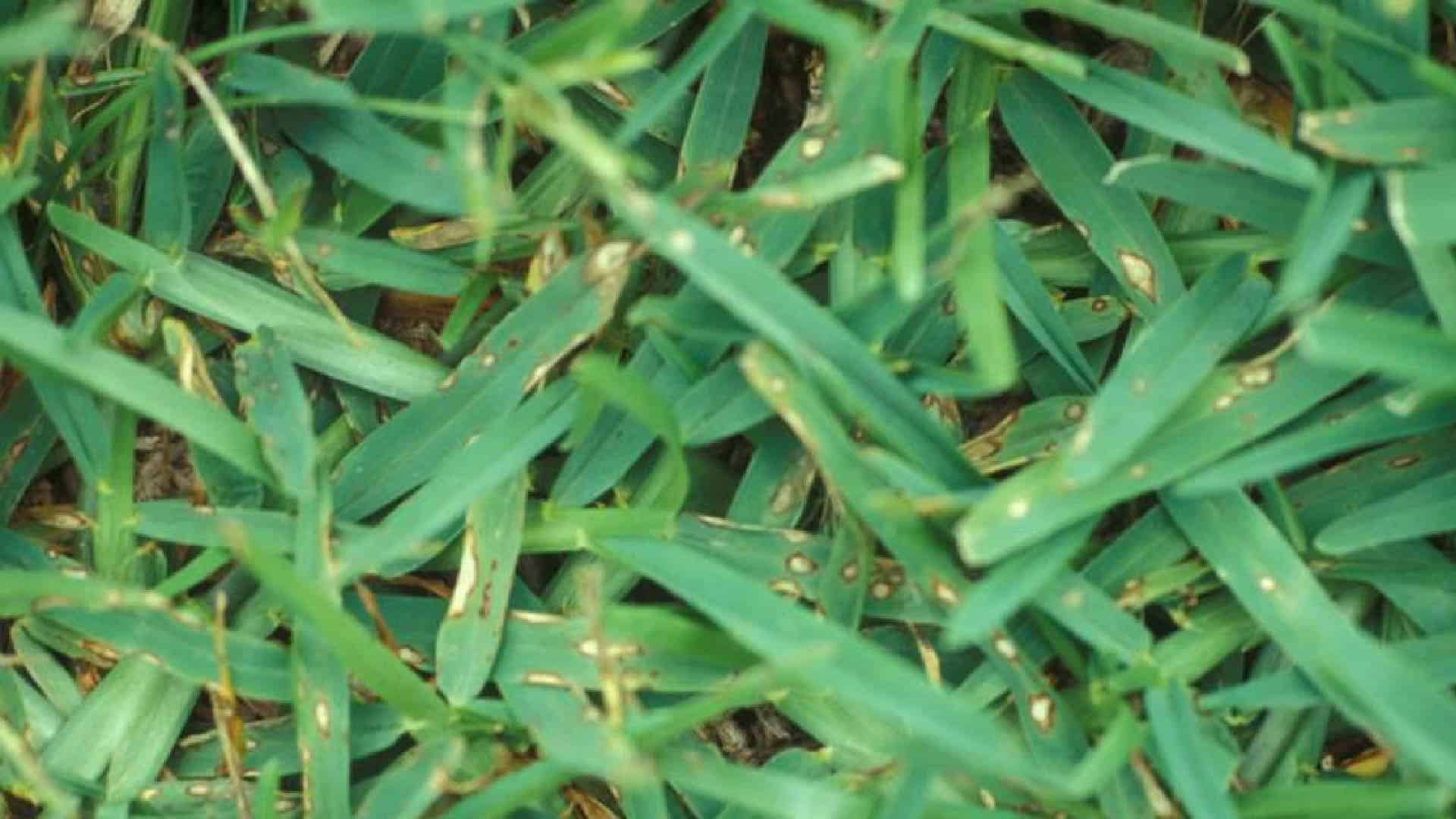 Lawn Fungus Identification Guide Which Common Fungal - vrogue.co