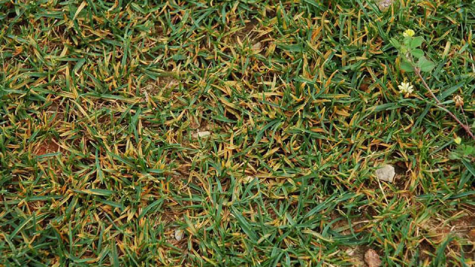 Lawn Fungus Identification Guide Which Common Fungal Disease Is In