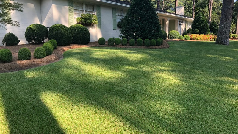 large st augustinegrass lawn