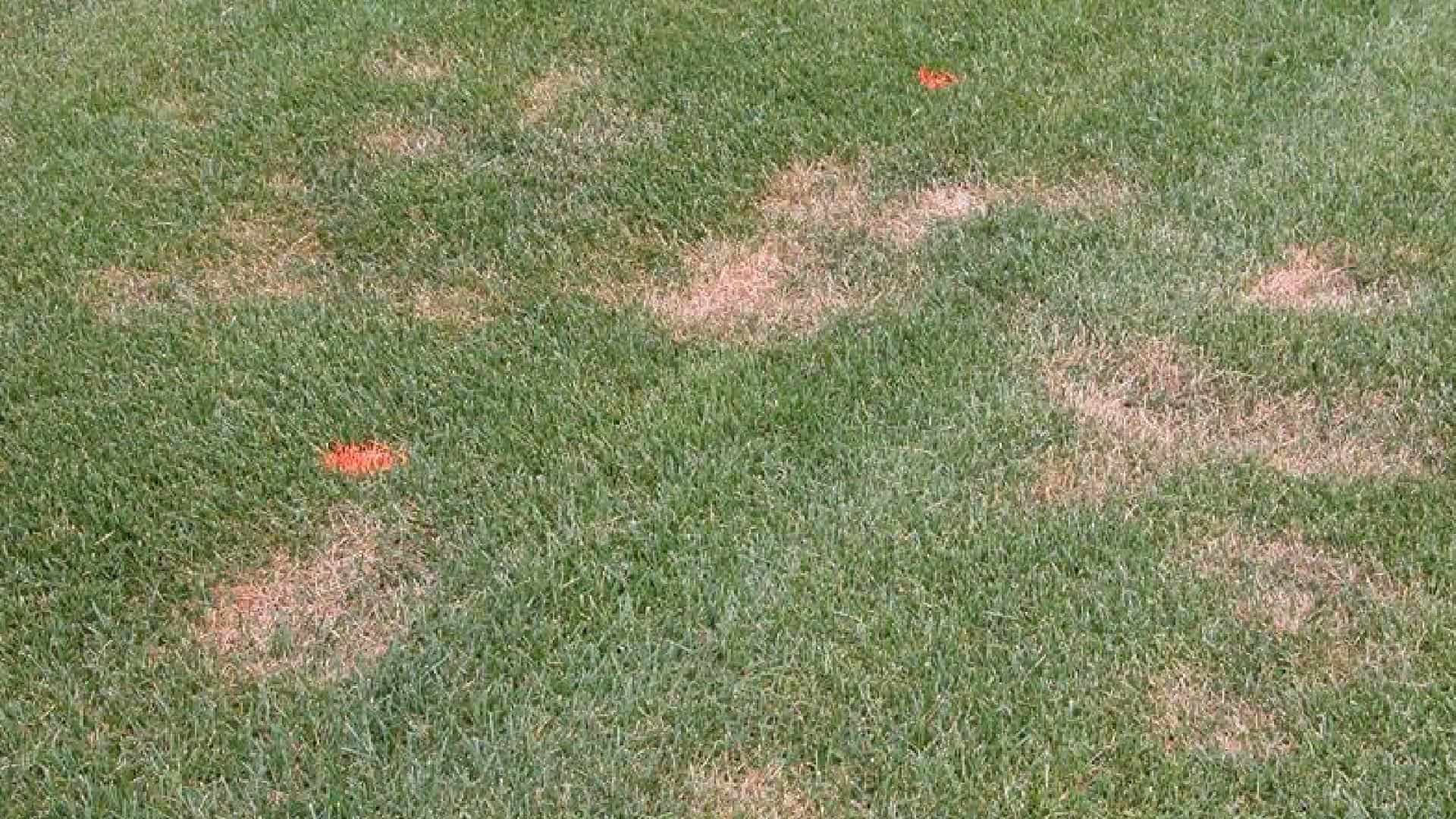 Lawn Fungus Identification Guide Which Common Fungal - vrogue.co