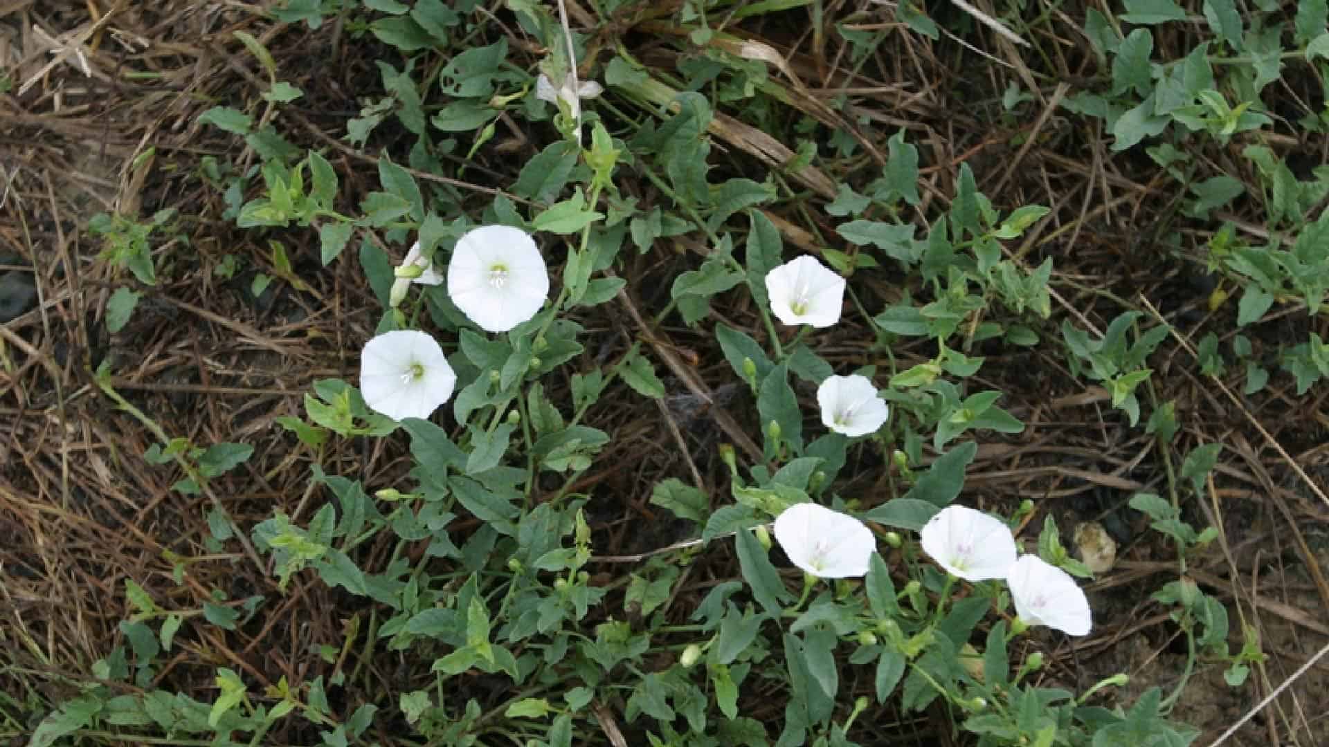 Guia de identificação de ervas daninhas | Que ervas daninhas infiltraram a sua relva? 7