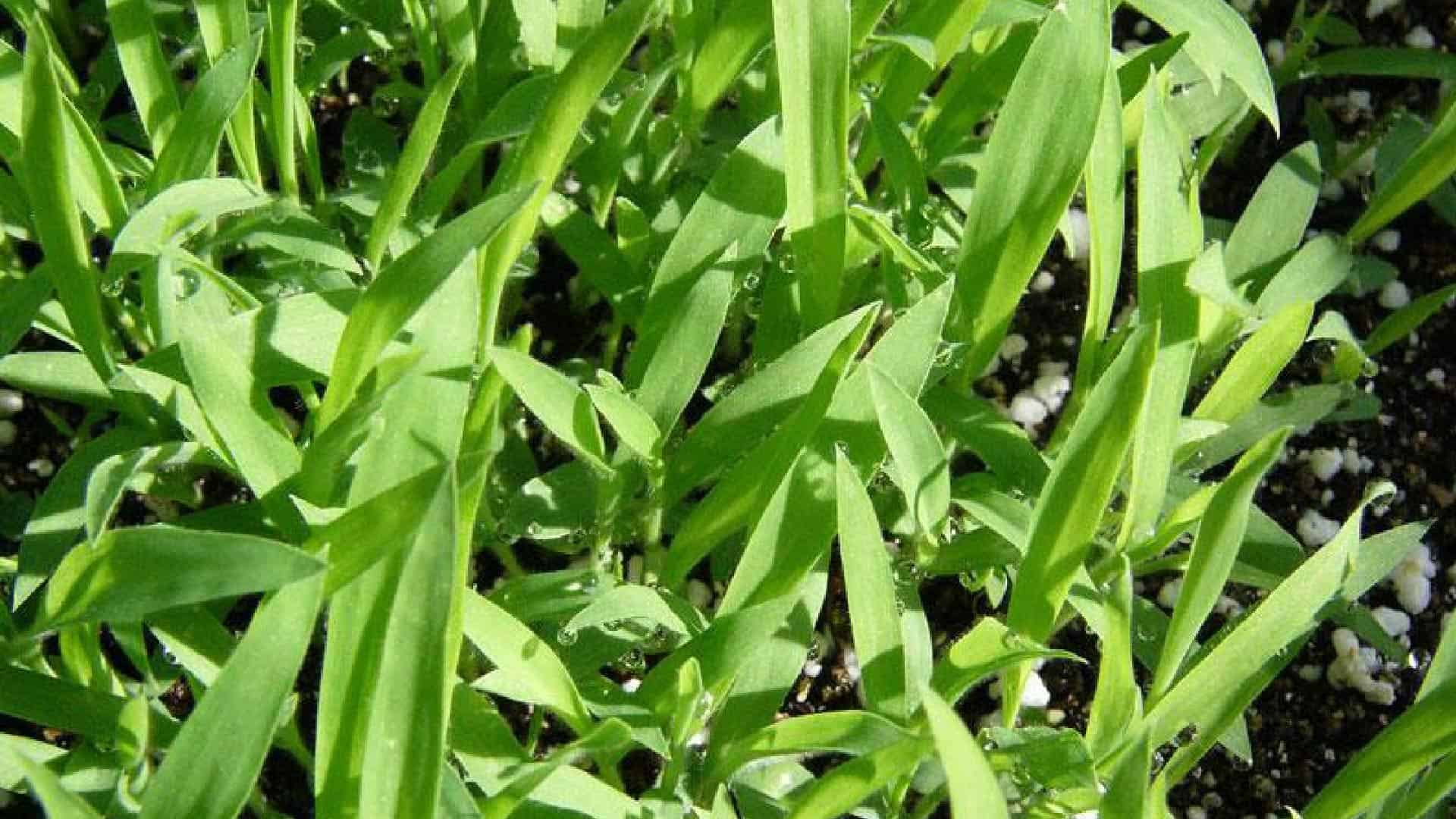 Guide d'identification des mauvaises herbes | Quelles sont les mauvaises herbes qui ont infiltré votre pelouse ? 14