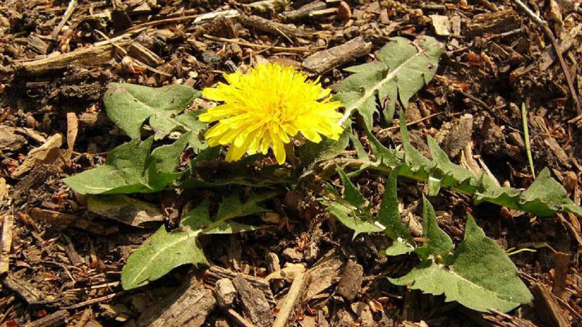 Guia de identificação de ervas daninhas | Que ervas daninhas infiltraram a sua relva? 3