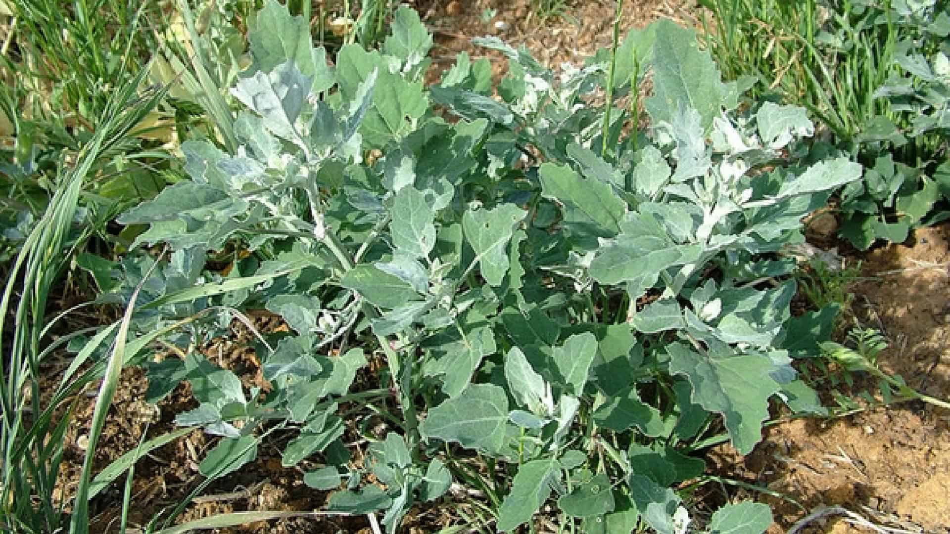 Guide d'identification des mauvaises herbes | Quelles sont les mauvaises herbes qui ont infiltré votre pelouse ? 12