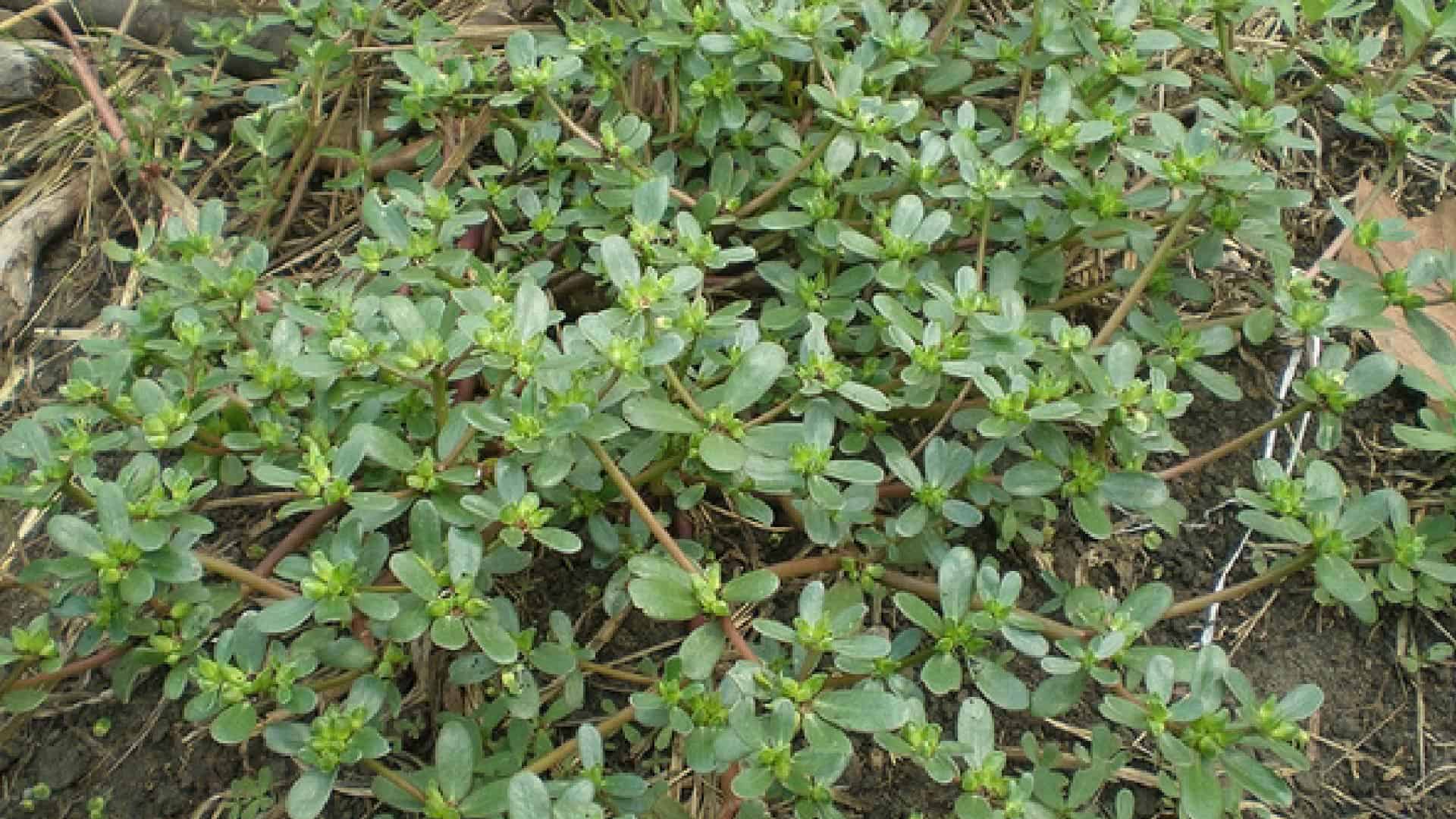 Guide d'identification des mauvaises herbes | Quelles sont les mauvaises herbes qui ont infiltré votre pelouse ? 16