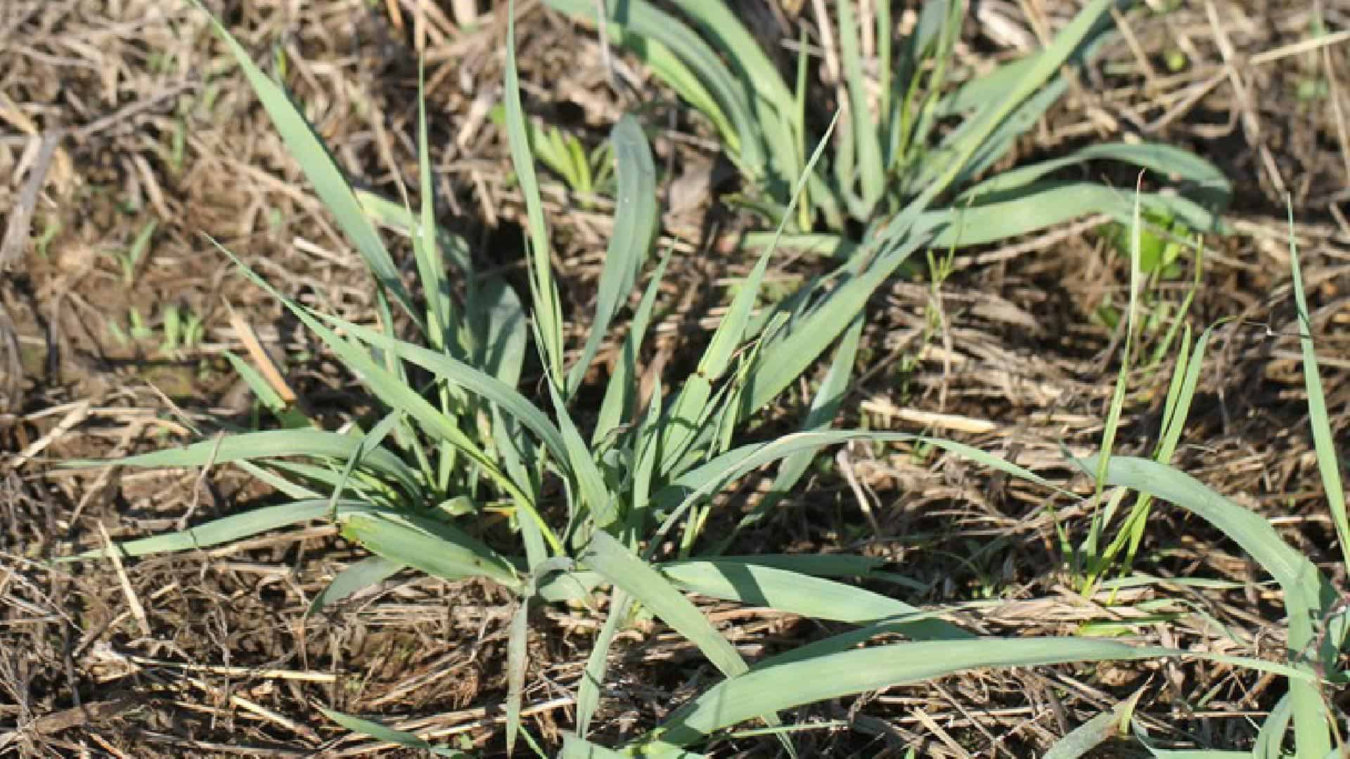 Guide d'identification des mauvaises herbes | Quelles sont les mauvaises herbes qui ont infiltré votre pelouse ? 15