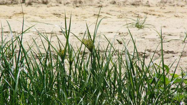 Guide d'identification des mauvaises herbes | Quelles sont les mauvaises herbes qui ont infiltré votre pelouse ? 9