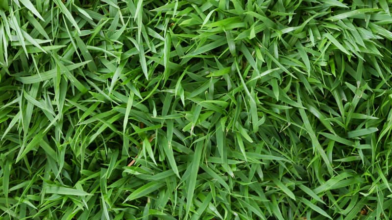 Grass Identification Guide | Do You Know Your Grass Type? - LawnStar
