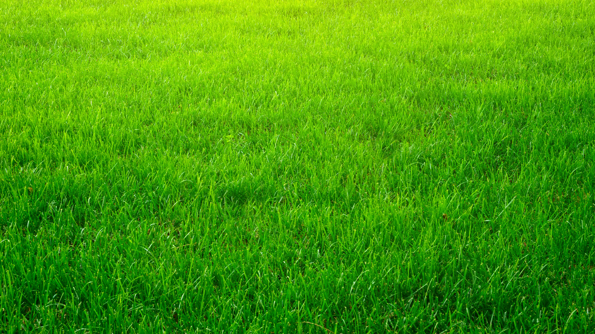 Grass Paint? What the Heck is Grass Paint? - LawnStar